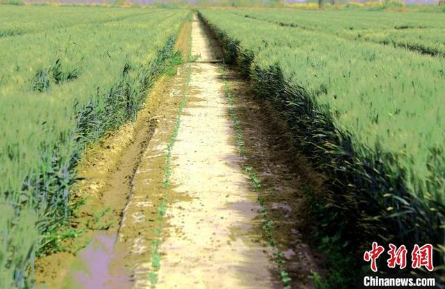 整齐的麦浪间，嫩绿的棉苗正茁壮成长。杨力荧 摄