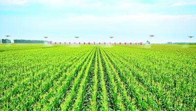 在吉林省梨树县百万亩绿色食品玉米标准化基地核心区，工作人员在开展植保无人机飞防作业。吉林日报记者赵博摄