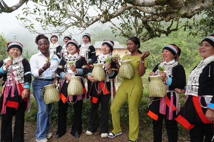 5月8日，第三届老山国际春茶节在麻栗坡举行，国际媒体记者在麻栗坡猛硐瑶族乡体验采摘古树茶的乐趣。张文峰 摄