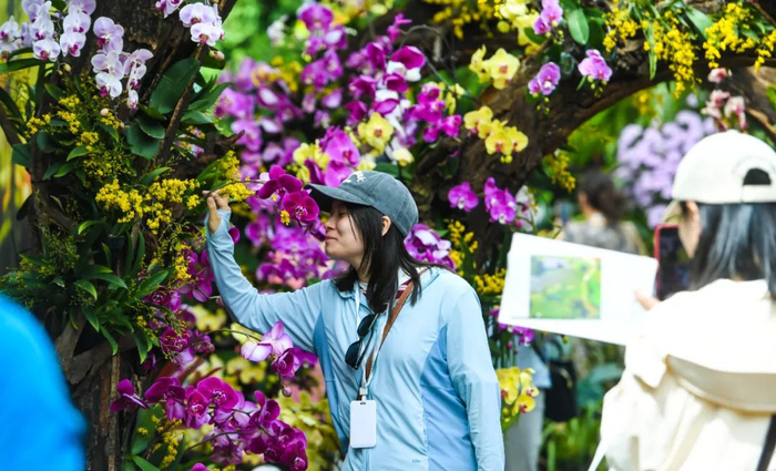 植物园兰花展