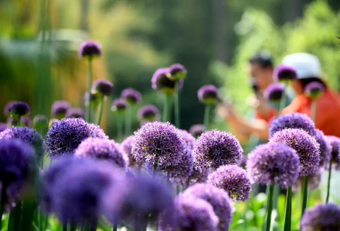 植物园葱花盛放