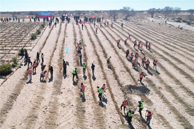 通辽市科尔沁沙地歼灭战项目区铺设沙障。（资料图）