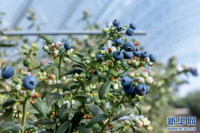 红河蓝莓。新华网 李浩 摄