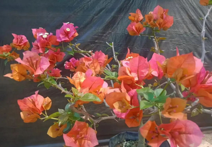 三角梅新品种‘君临﹒晚秋’