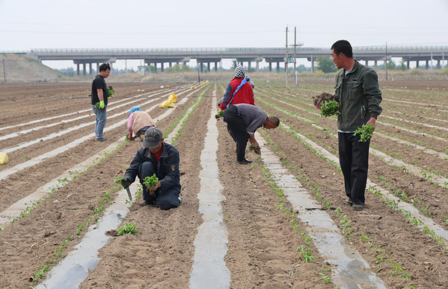 张艳武（右一）为务工者分发辣椒苗。（资料图） 胡立忠 摄
