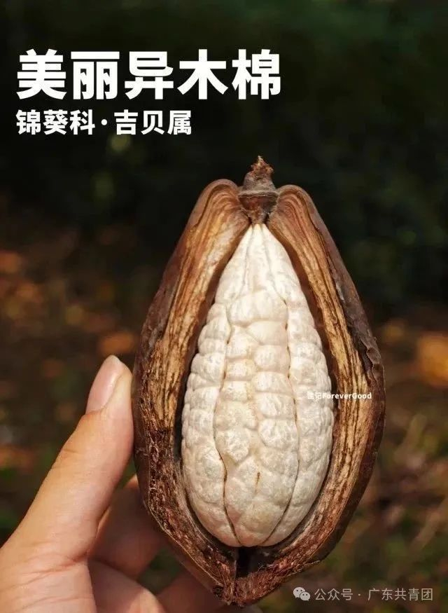 图源：@ForeverGood佳记
