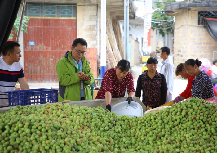 农户们正在装筐、搬运青梅&nbsp; 图片来源：受访者提供