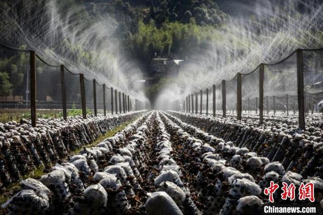 近日，在龙泉，菌棒整齐排列。丽水市委宣传部供图
