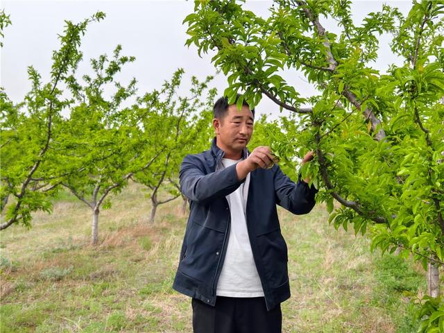 马彦飞在查看果树的坐果情况。（资料图）