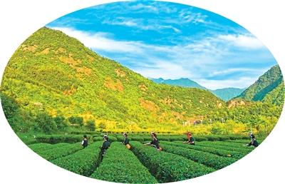 村民在江西上饶铅山县篁碧畲族乡的茶园采茶。丁铭华摄