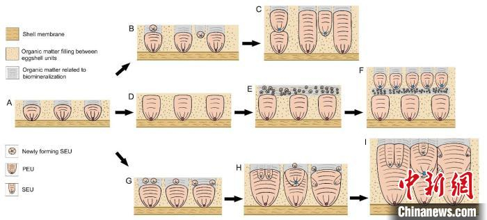 次生壳单元的生长方式。中国科学院古脊椎动物与古人类研究所 供图