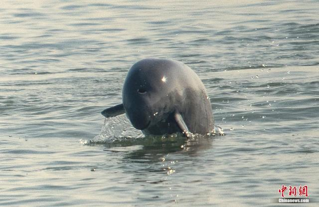 江豚的微笑。李池生 摄
