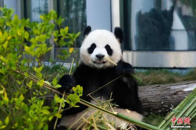 大熊猫皓月。岳阳中华大熊猫苑 供图
