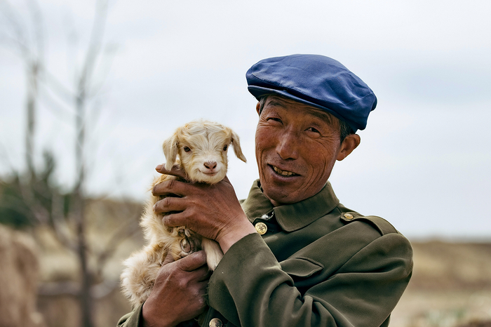 ▲环县新品种羊肉热销，带动当地养殖户收入增加。拍摄 张建