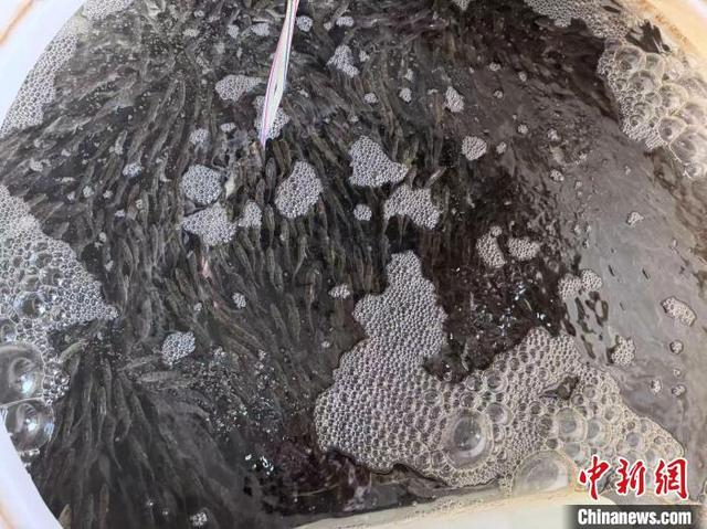 5月29日，宁德核电开展增殖放流活动的黑鲷鱼苗。 诸葛瑞鑫 摄