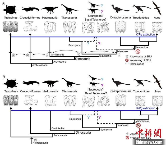 次生壳单元在手盗龙类蛋壳中逐渐消失的示意图。中国科学院古脊椎动物与古人类研究所 供图