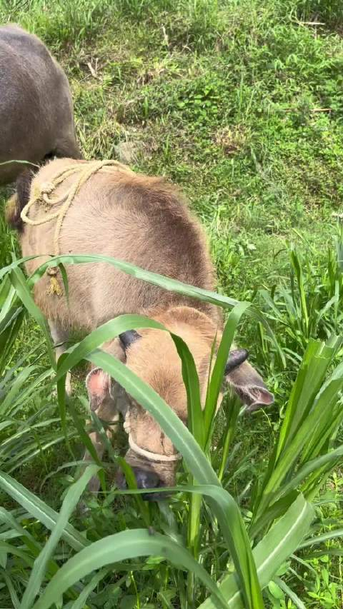 小家伙挺会吃草的，声音特别好听 动物科普