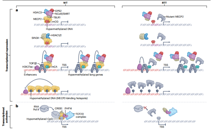 图丨雷特综合征中 MECP2 改变的分子机制（来源：Nature Reviews Neuroscience）
