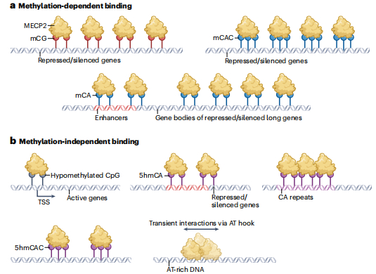 图丨 MECP2-DNA 相互作用的分子特征（来源：Nature Reviews Neuroscience）