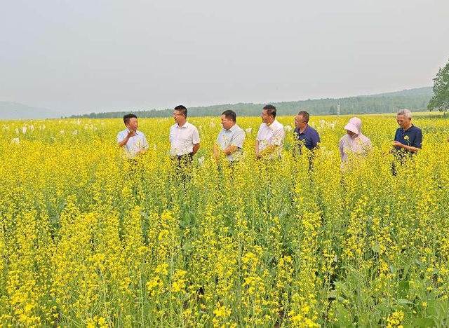 专家在室韦农牧业有限责任公司油菜试验田。（资料图）