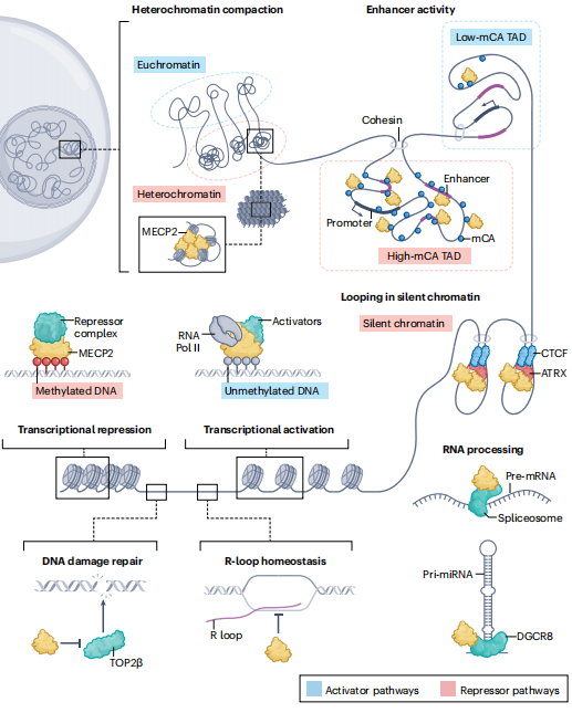 图丨 MECP2 在基因调控中的功能多样性（来源：Nature Reviews Neuroscience）