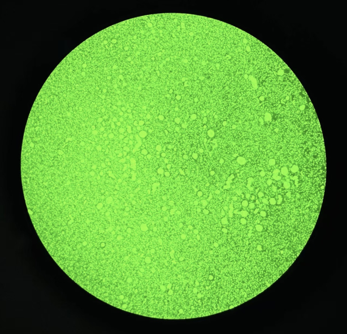 ▲显微镜下的卵巢组织切片。 受访者供图