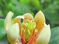 在野外回归点首次开花