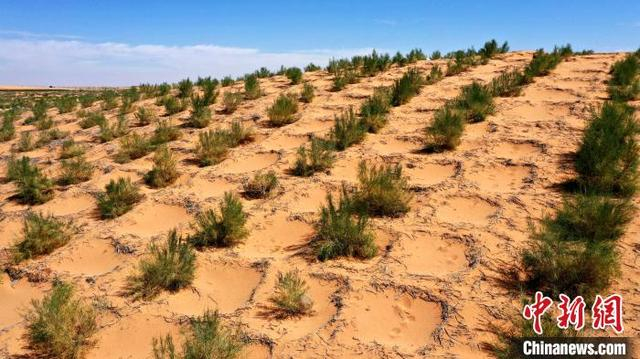 民勤环绿洲锁边林草带植被长势喜人，为“沙海孤岛”披上坚实的生态绿衣。马爱彬 摄