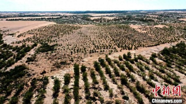 6月初，甘肃省武威市民勤县环绿洲锁边林草带。马爱彬 摄