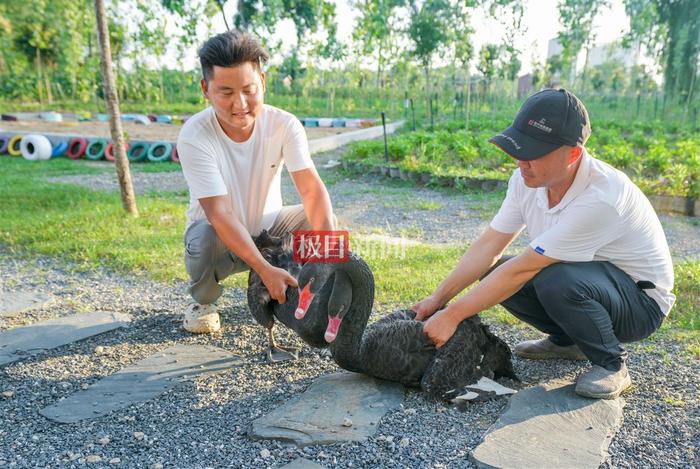 公天鹅移情别恋，母天鹅拒绝相亲，饲养员将“新欢”送走，时隔10天原配重逢