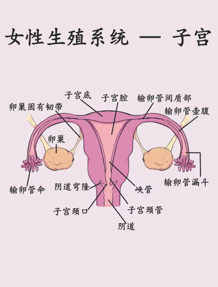 空腹运动会导致卵巢早衰?真相竟然是