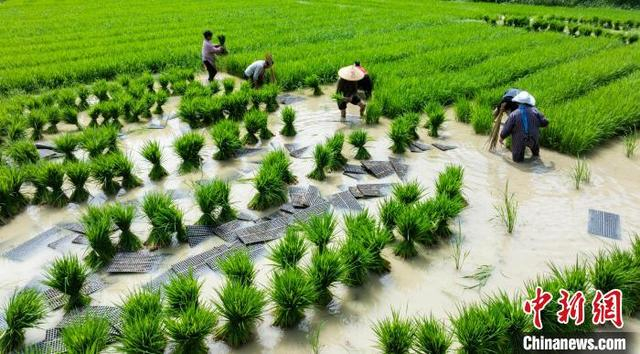 图为6月4日，村民在贵州省黔南布依族苗族自治州罗甸县沫阳镇沫阳村的田间起秧苗。史传鸿 摄