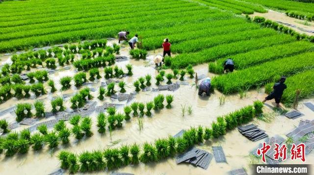 图为6月4日，村民在贵州省黔南布依族苗族自治州罗甸县沫阳镇沫阳村的田间起秧苗。史传鸿 摄