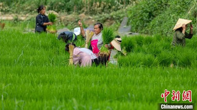 图为6月4日，村民在贵州省黔南布依族苗族自治州罗甸县沫阳镇沫阳村的田间起秧苗。史传鸿 摄