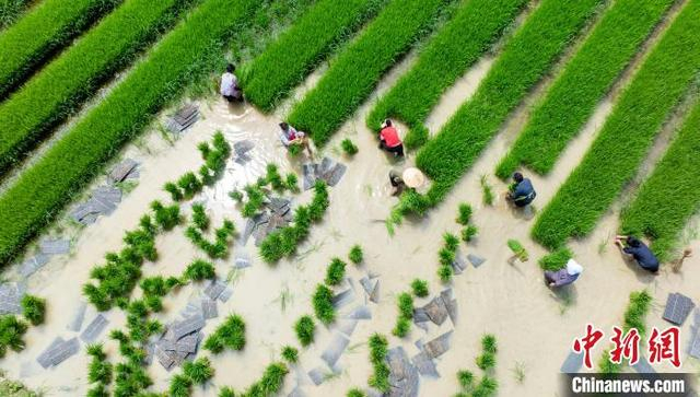 图为6月4日，村民在贵州省黔南布依族苗族自治州罗甸县沫阳镇沫阳村的田间起秧苗。史传鸿 摄