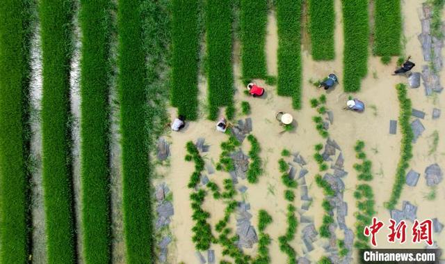 图为6月4日，村民在贵州省黔南布依族苗族自治州罗甸县沫阳镇沫阳村的田间起秧苗。史传鸿 摄