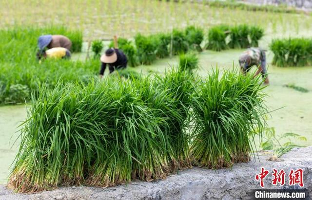 图为6月4日，村民在贵州省黔南布依族苗族自治州罗甸县沫阳镇沫阳村的田间起秧苗。史传鸿 摄