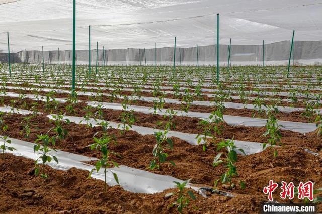 网棚下，一畦畦辣椒绿意盎然、长势喜人。 邢宇琛 摄