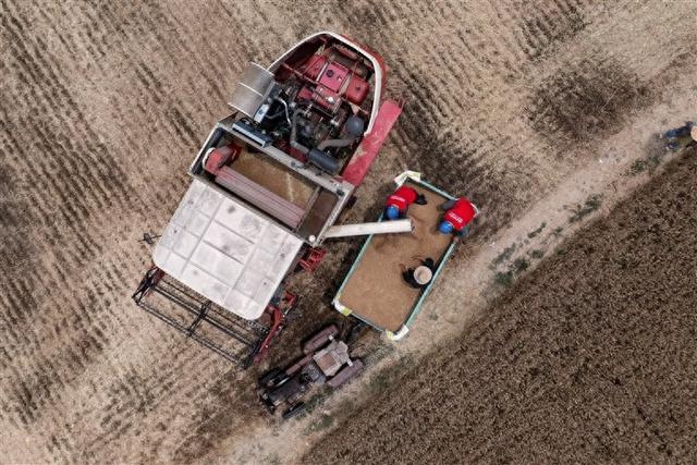 “三夏”时节，周口供电公司员工在巡线后协助农户收拢小麦。张大卫 徐浩然 摄