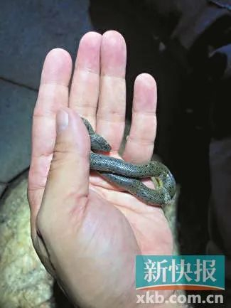 ■在2022年时，曾有报道称，流花湖公园有蛇出没。受访者供图