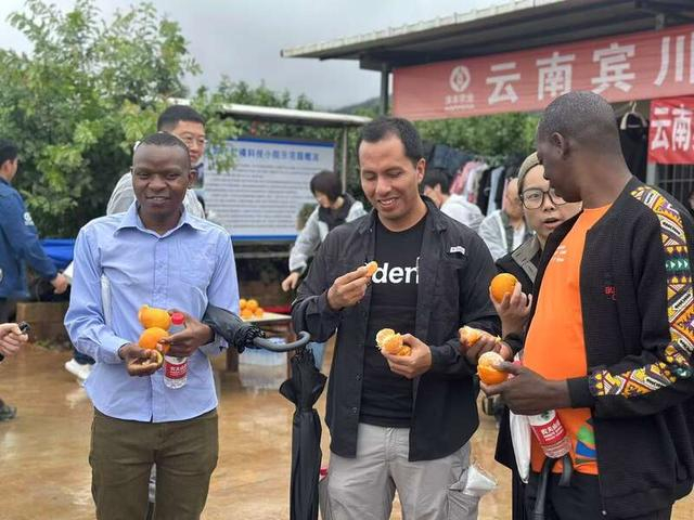 农创客训练营成员们在大理宾川柑橘科技小院示范园中品尝当地柑橘。中青报·中青网记者贺瑶/摄