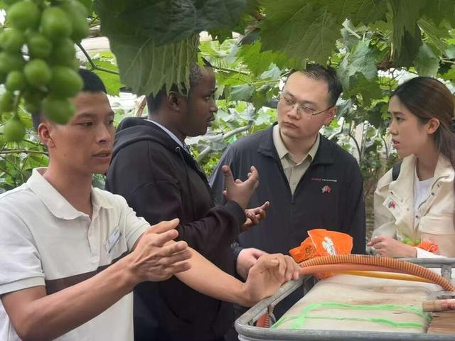 农创客训练营成员们在大理宾川县阳光玫瑰基地参与调研。中青报·中青网记者贺瑶/摄