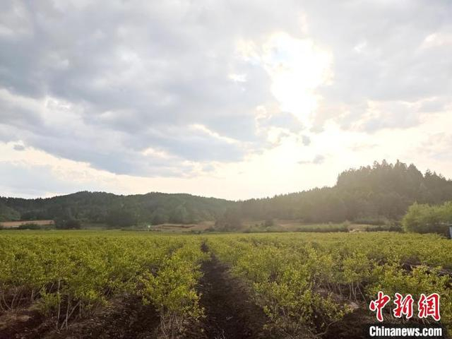 广袤的蓝莓田如同一块“生态海绵”。谭伟旗 摄