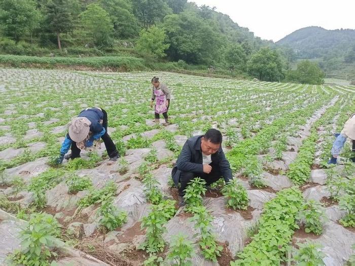 种什么每亩地能收入上万(种什么每亩地能收入上万元)