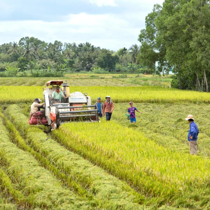 水稻是越南第一大粮食作物，在全国范围内都可种植，图：壹图网