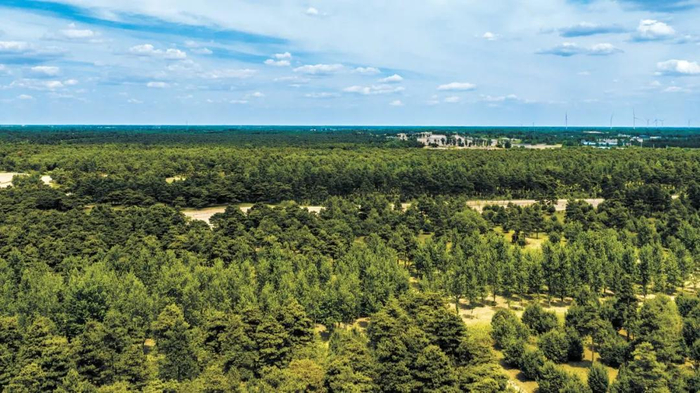 康平县万亩松林潘大为摄