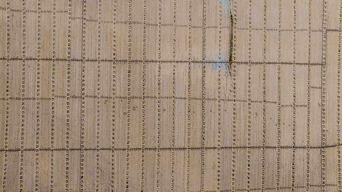 阜新县王府林场发展林下药材潘大为摄