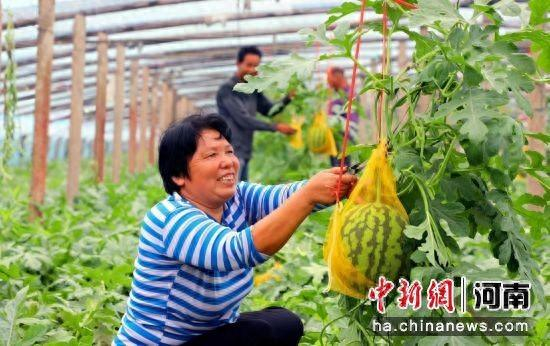 图为瓜农在采摘西瓜。