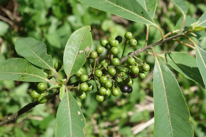 木姜子长得像青花椒 | flickr TEIA