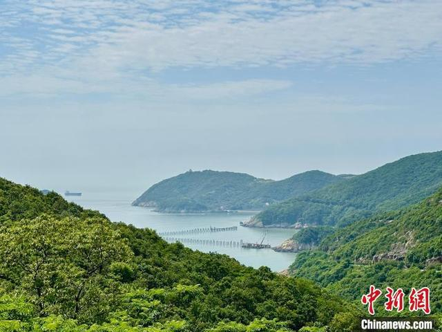 图为6月4日，浙江省舟山普陀东部海域桃花岛国家级海洋牧场示范区。 中新社记者 张斌 摄